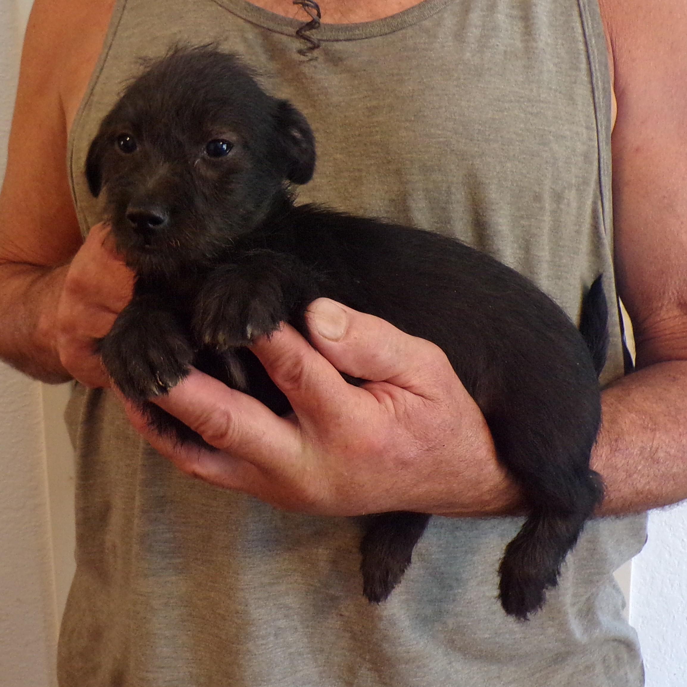 HALLIE, ADOPTABLE, Puppy Female Schnauzer & Chihuahua.