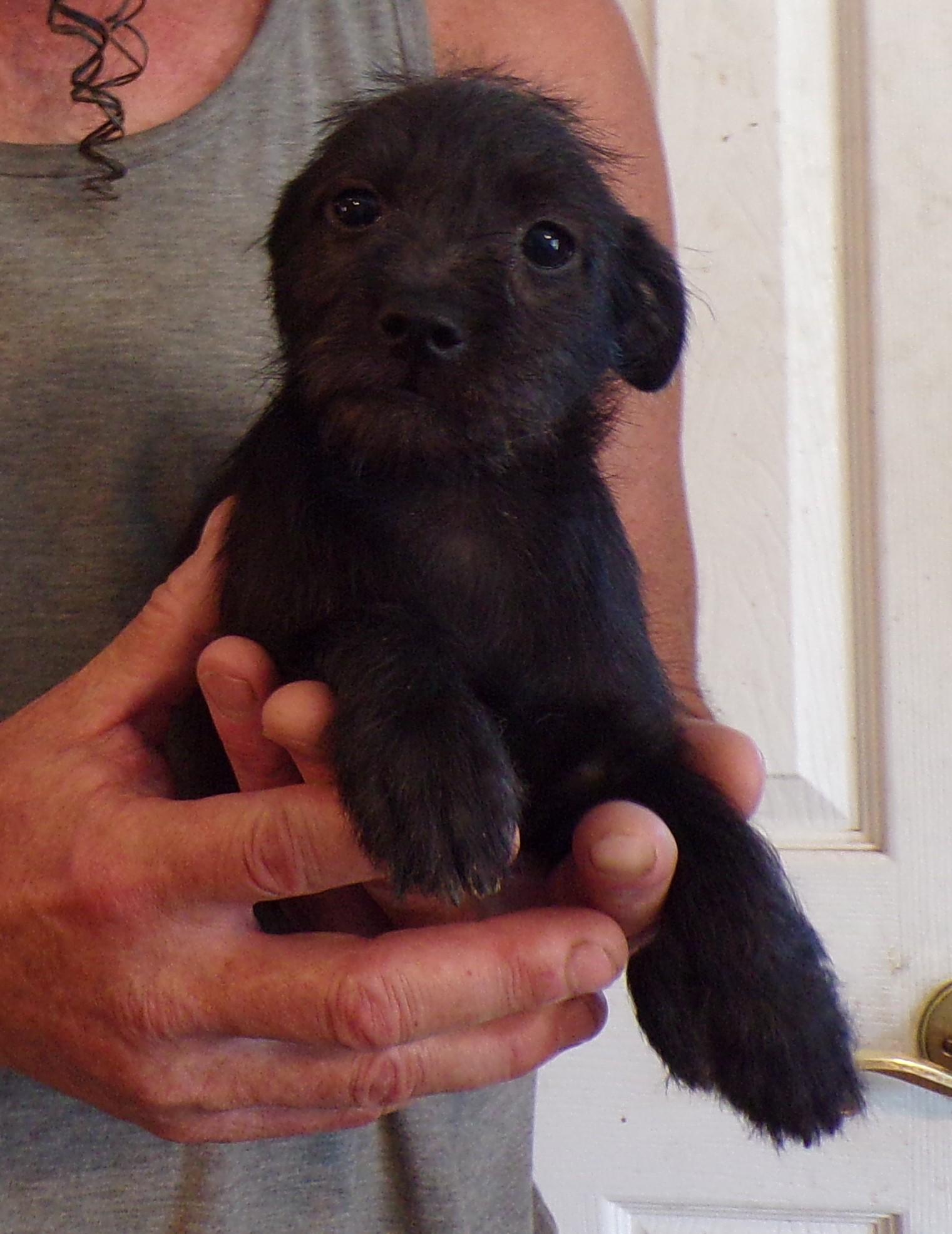 Enlarge HALLIE, a ADOPTABLE mixed breed in Corona, CA image 2/3