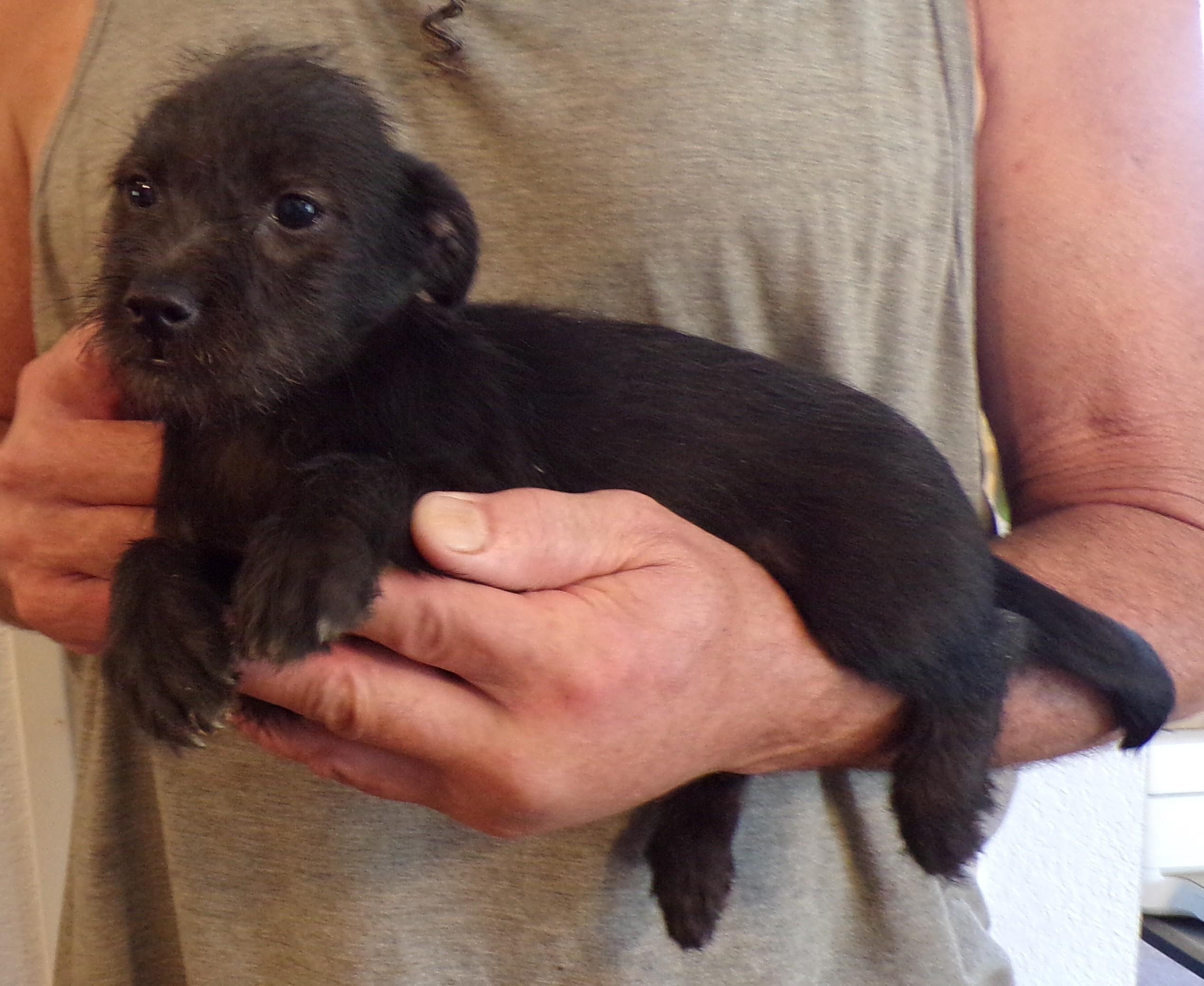 Enlarge HALLIE, a ADOPTABLE mixed breed in Corona, CA image 3/3