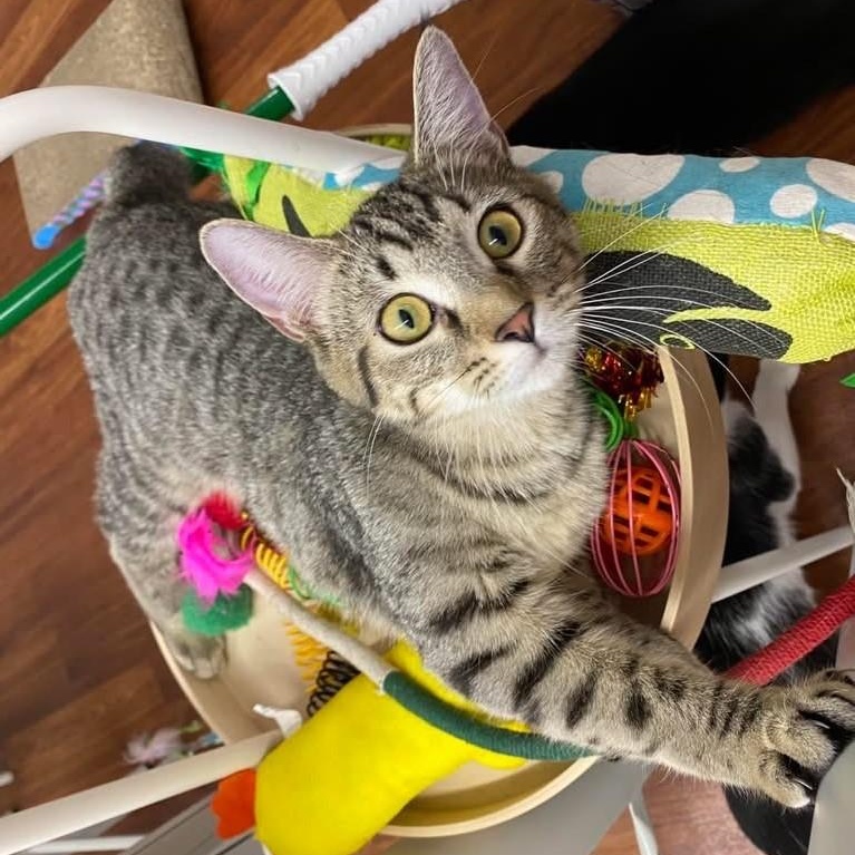 Orianna - playful, loveable, and energetic at The Kitten Around Cat Lounge!, ADOPTABLE, Kitten Female Tabby.