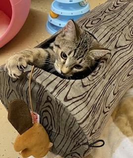 Enlarge Orianna - playful, loveable, energetic, and athletic sweet girl!, a ADOPTABLE Tabby in Cary, NC image 2/6