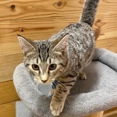 Orianna - playful, loveable, energetic, and athletic sweet girl!, ADOPTABLE, Kitten Female Tabby.