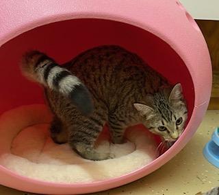 Enlarge Orianna - playful, loveable, energetic, and athletic sweet girl!, a ADOPTABLE Tabby in Cary, NC image 4/6