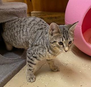 Enlarge Orianna - playful, loveable, energetic, and athletic sweet girl!, a ADOPTABLE Tabby in Cary, NC image 3/6