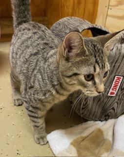 Enlarge Orianna - playful, loveable, energetic, and athletic sweet girl!, a ADOPTABLE Tabby in Cary, NC image 5/6