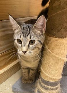 Enlarge Orianna - playful, loveable, energetic, and athletic sweet girl!, a ADOPTABLE Tabby in Cary, NC image 6/6