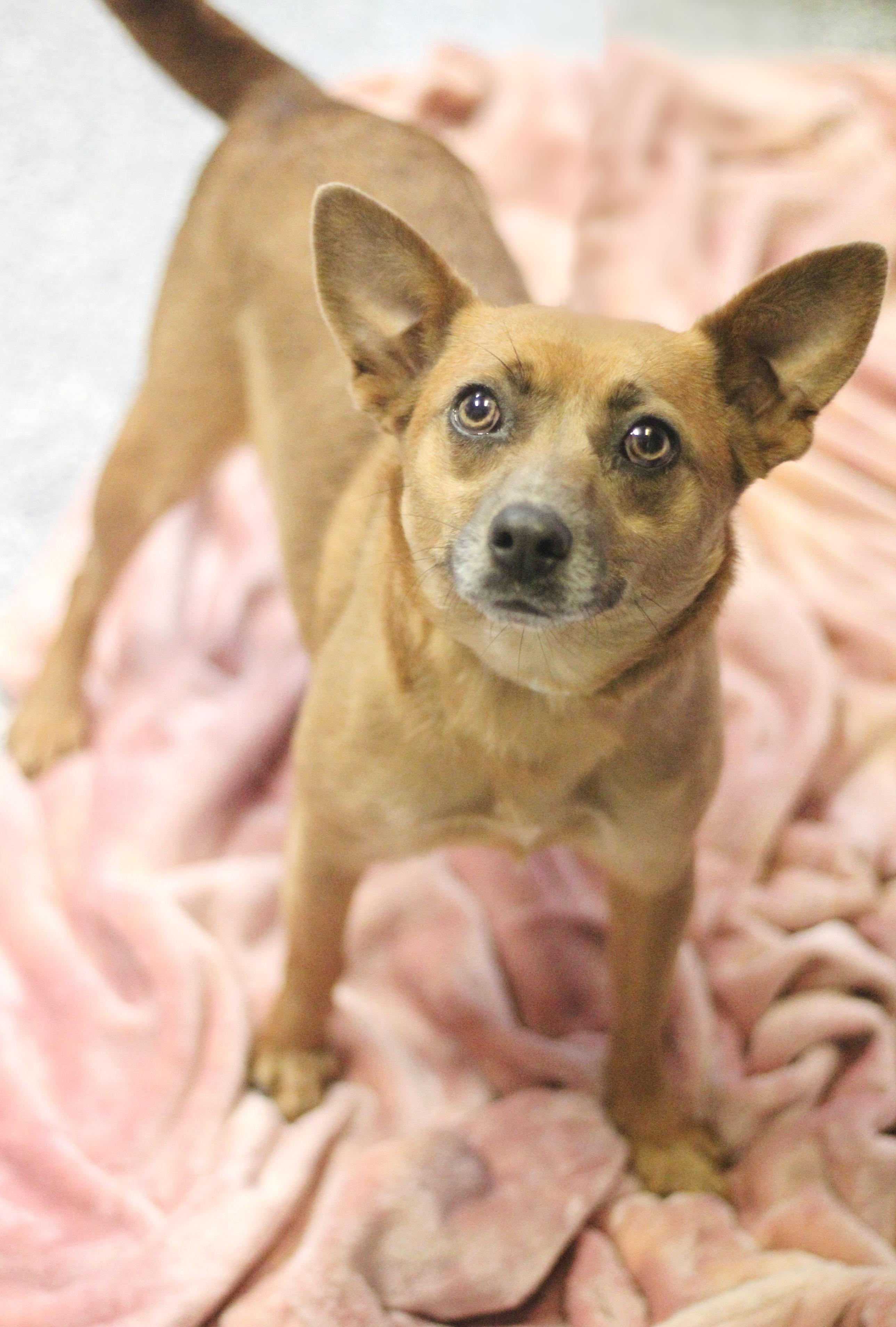Yasmine in NH! Come Meet our Adoptable Dogs Wednesday-Saturday. More info in Bio! , a ADOPTABLE mixed breed in Manchester, NH image 2/3