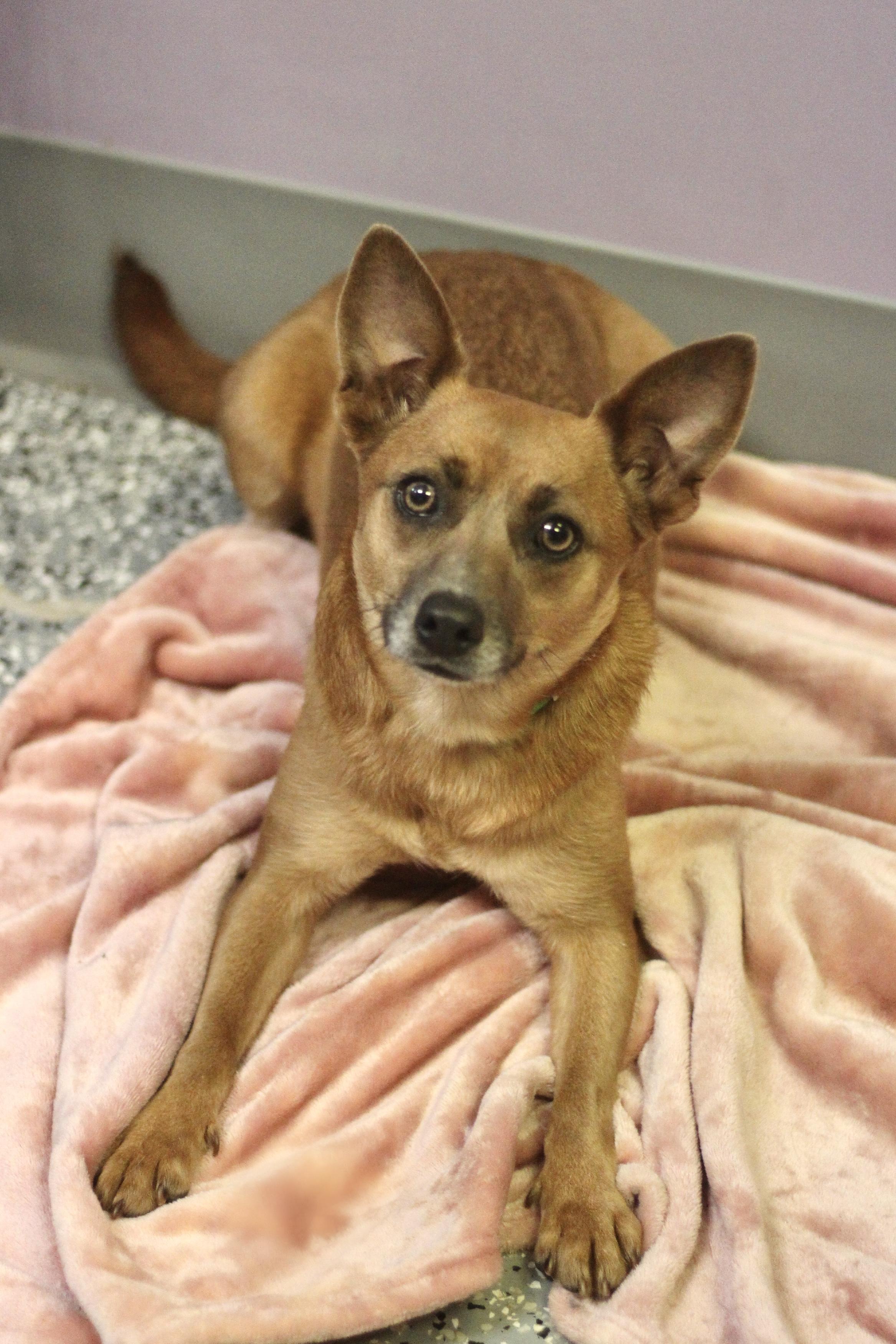 Yasmine in NH! Come Meet our Adoptable Dogs Wednesday-Saturday. More info in Bio! , a ADOPTABLE mixed breed in Manchester, NH image 3/3