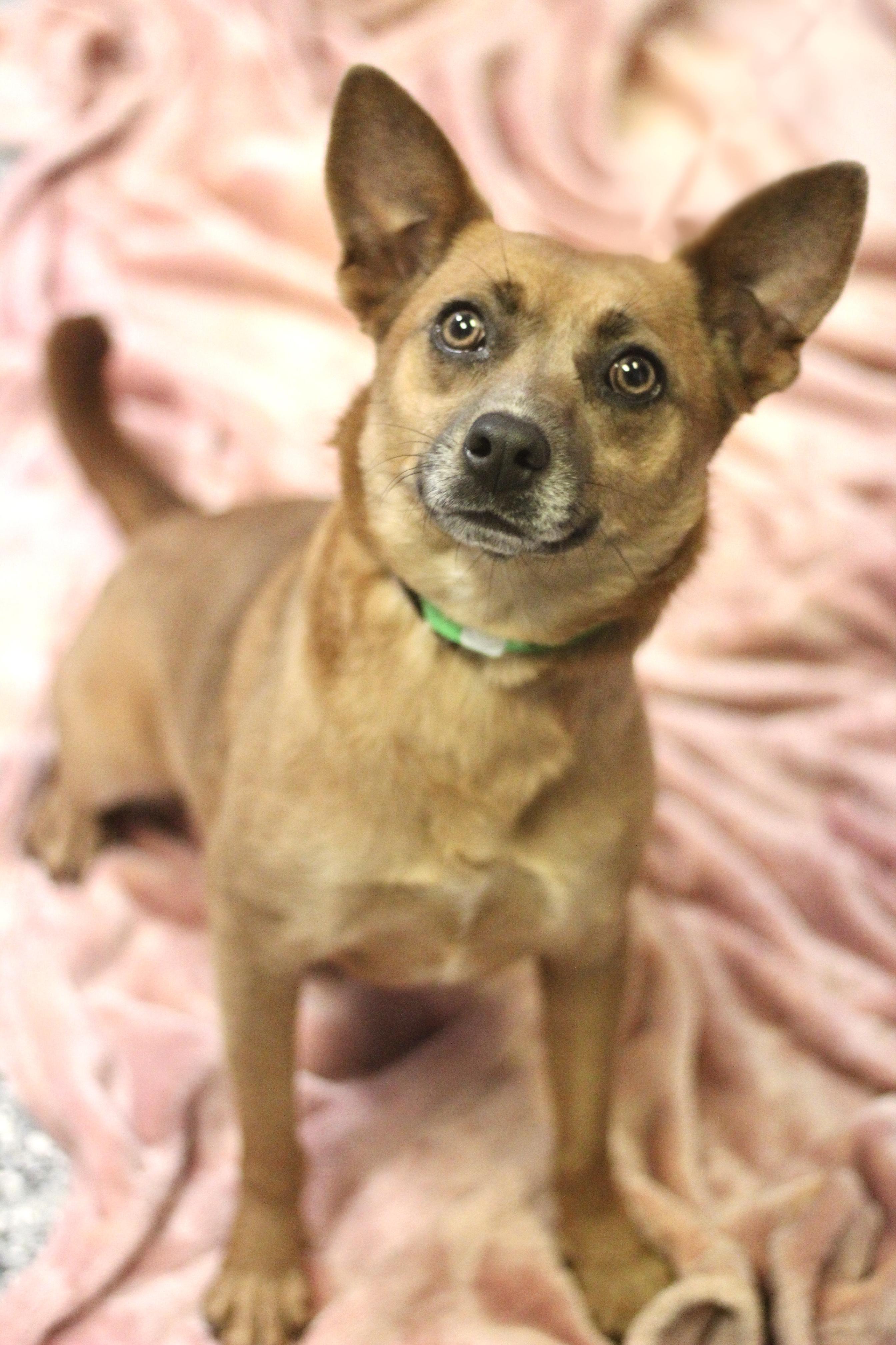 Yasmine in NH! Come Meet our Adoptable Dogs Wednesday-Saturday. More info in Bio! , a ADOPTABLE mixed breed in Manchester, NH image 1/3