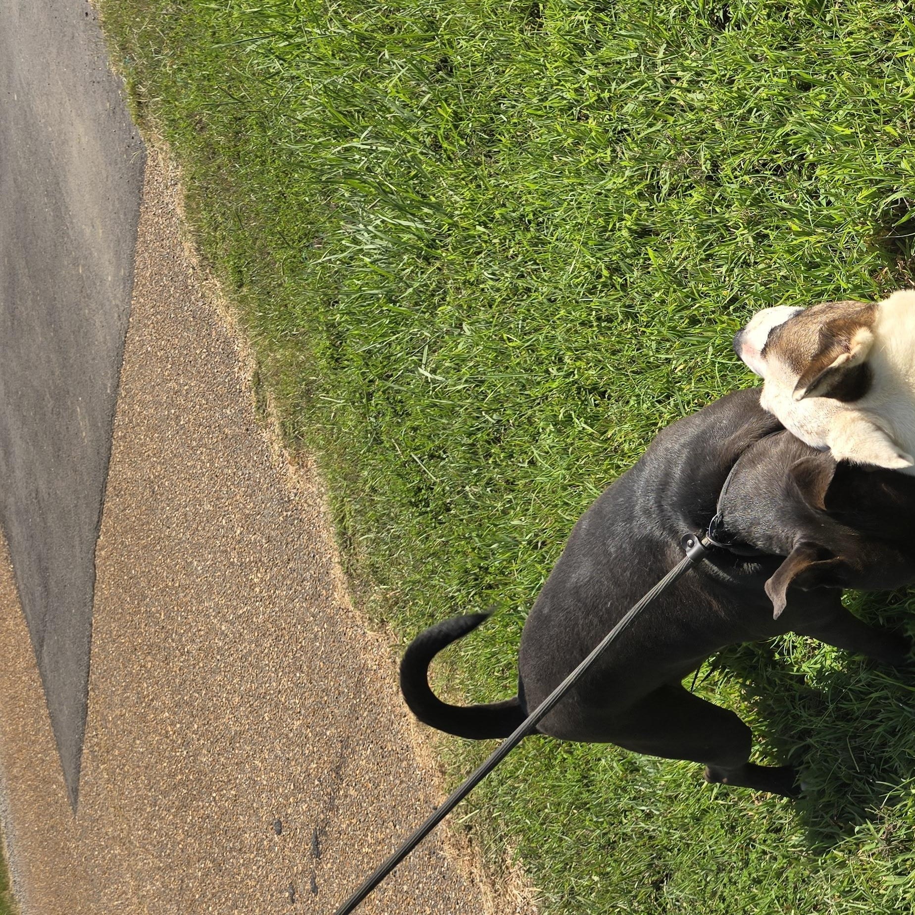 Enlarge Sassy, a Adoptable mixed breed in Arlington, TN image 4/6