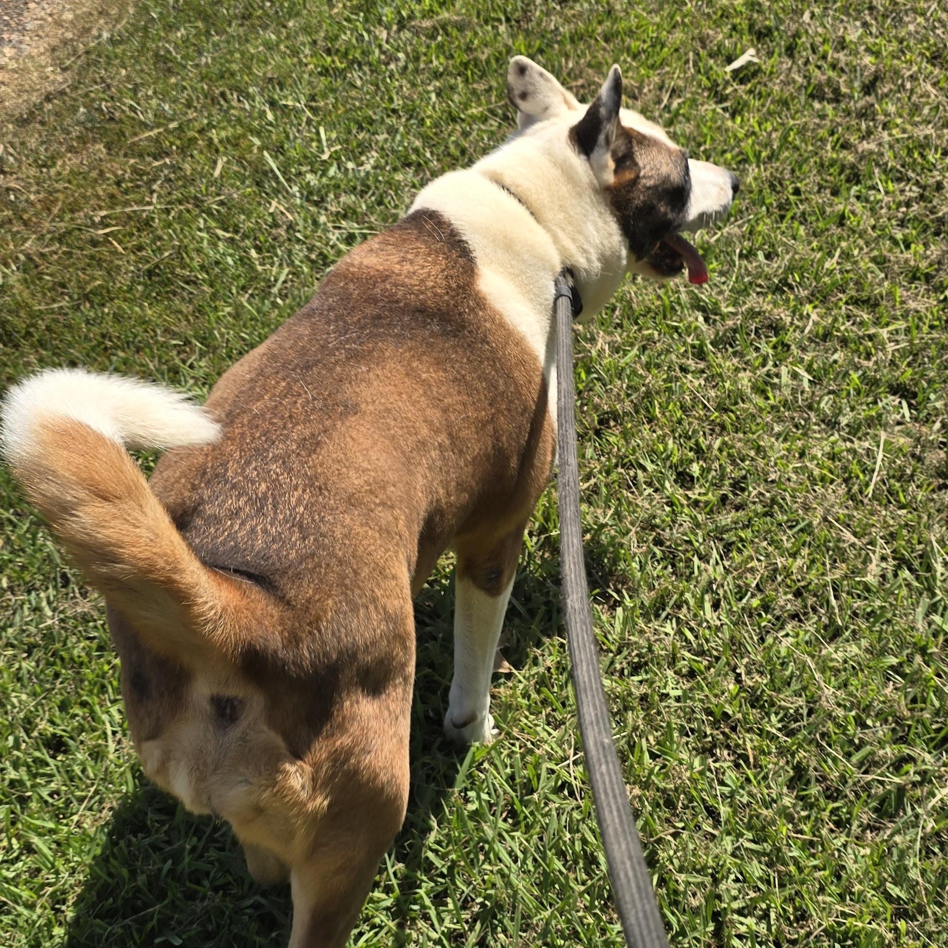 Enlarge Sassy, a Adoptable mixed breed in Arlington, TN image 3/6
