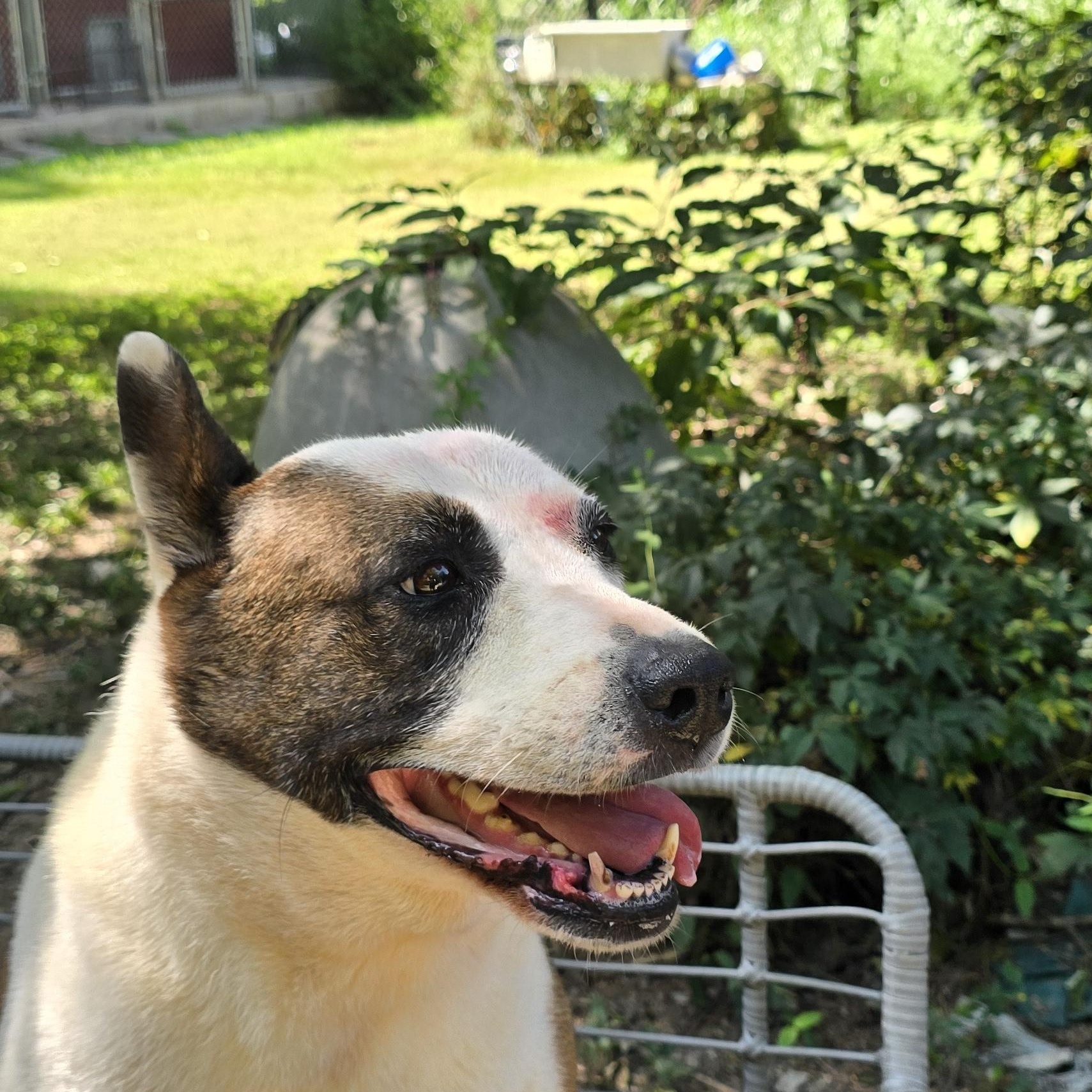 Enlarge Sassy, a Adoptable mixed breed in Arlington, TN image 2/6
