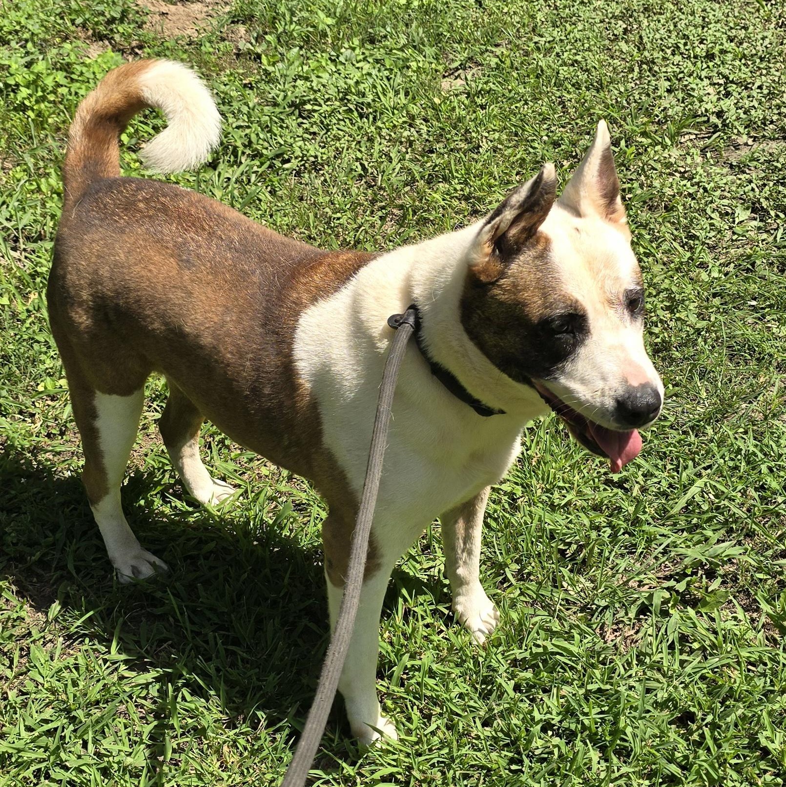 Enlarge Sassy, a Adoptable mixed breed in Arlington, TN image 1/6