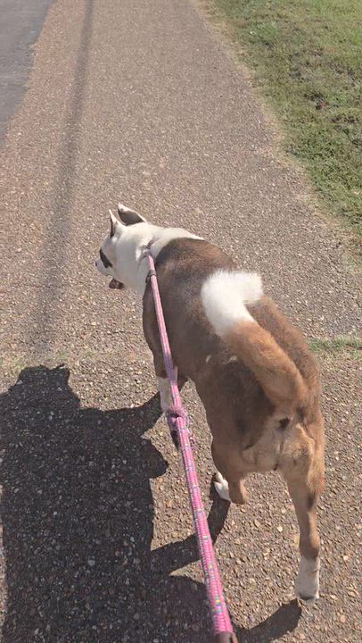 Enlarge Sassy, a Adoptable mixed breed in Arlington, TN video 6/6