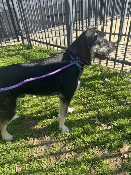 Enlarge Sunny, a ADOPTABLE mixed breed in Randleman, NC image 2/6