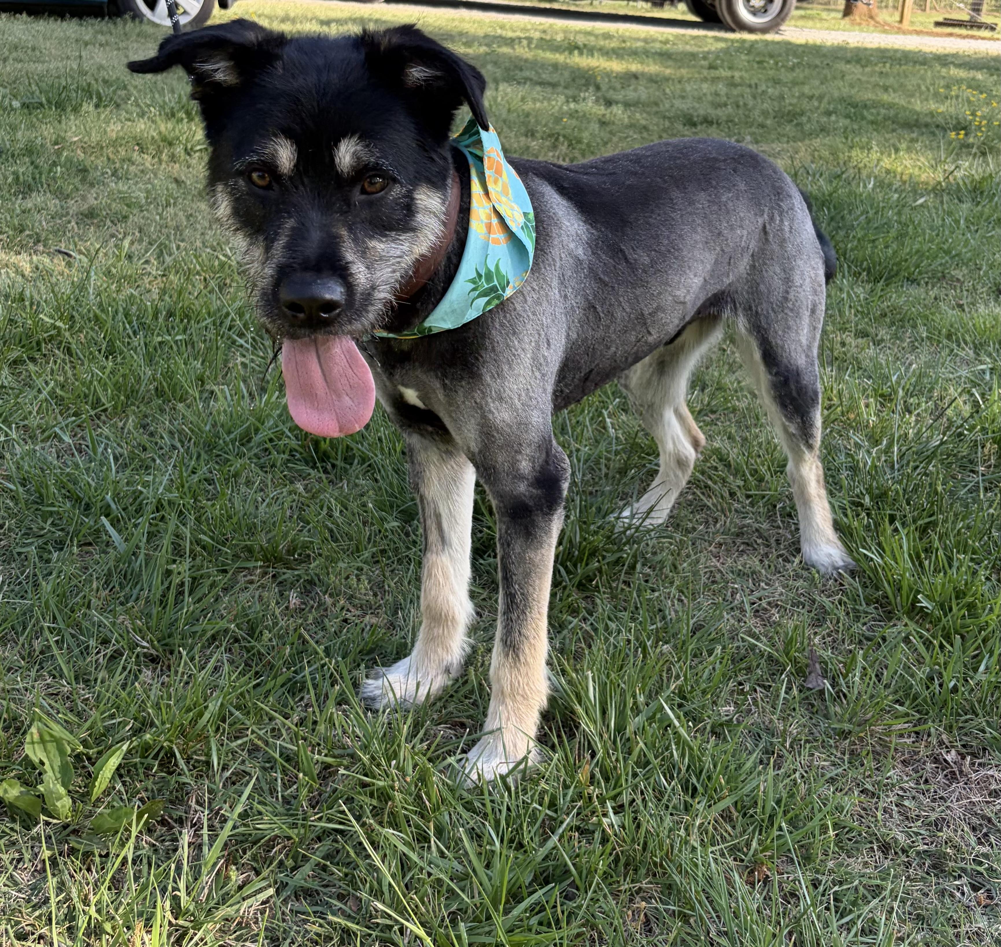 Enlarge Sunny, a ADOPTABLE mixed breed in Randleman, NC image 6/6