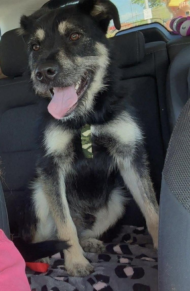 Enlarge Sunny, a ADOPTABLE mixed breed in Randleman, NC image 5/6