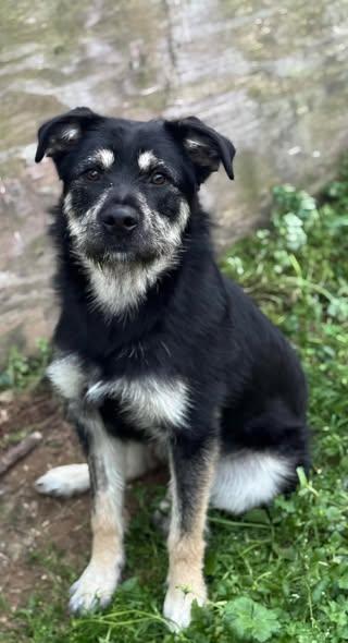 Enlarge Sunny, a ADOPTABLE mixed breed in Randleman, NC image 3/6