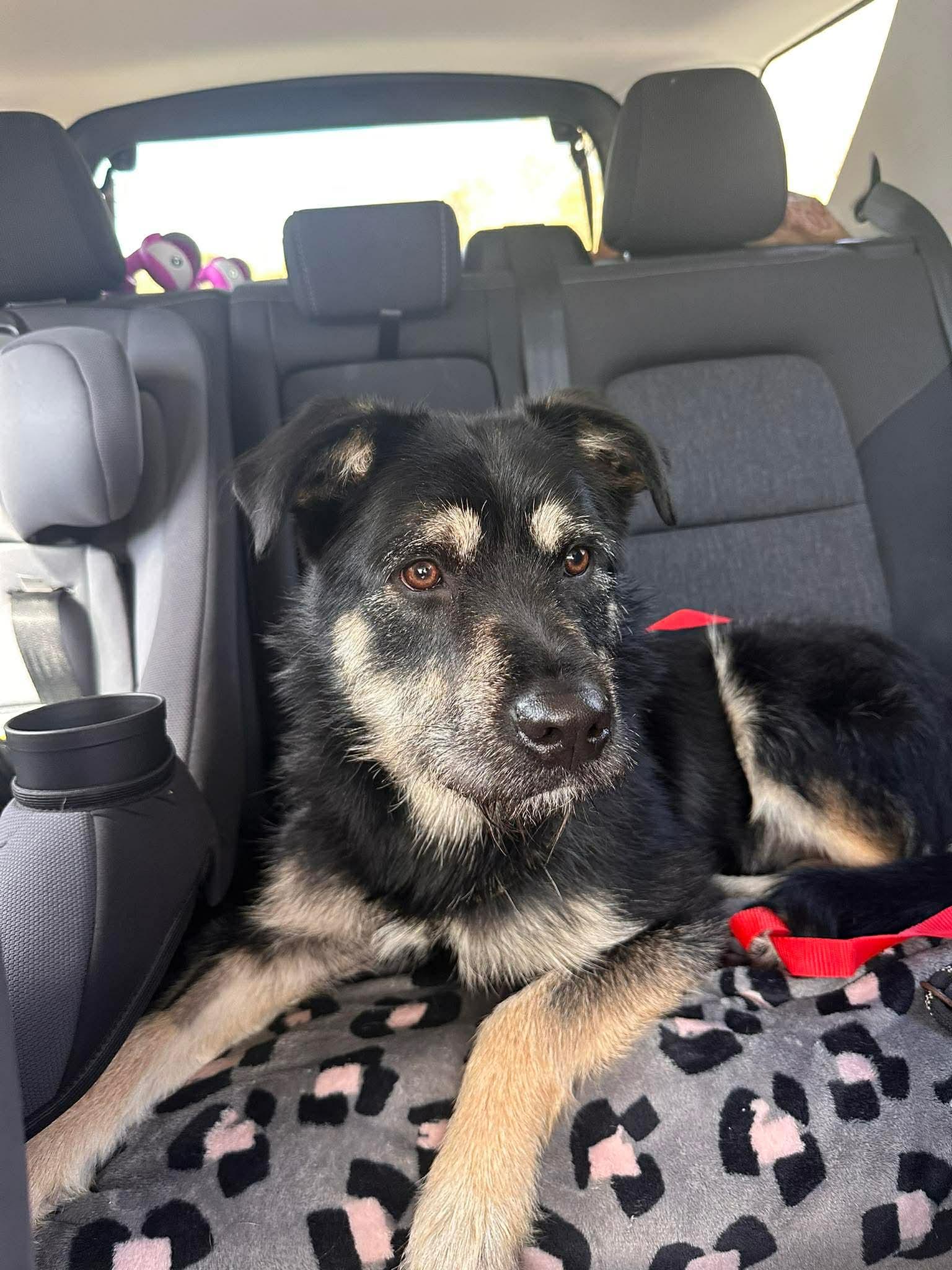 Enlarge Sunny, a ADOPTABLE mixed breed in Randleman, NC image 6/6