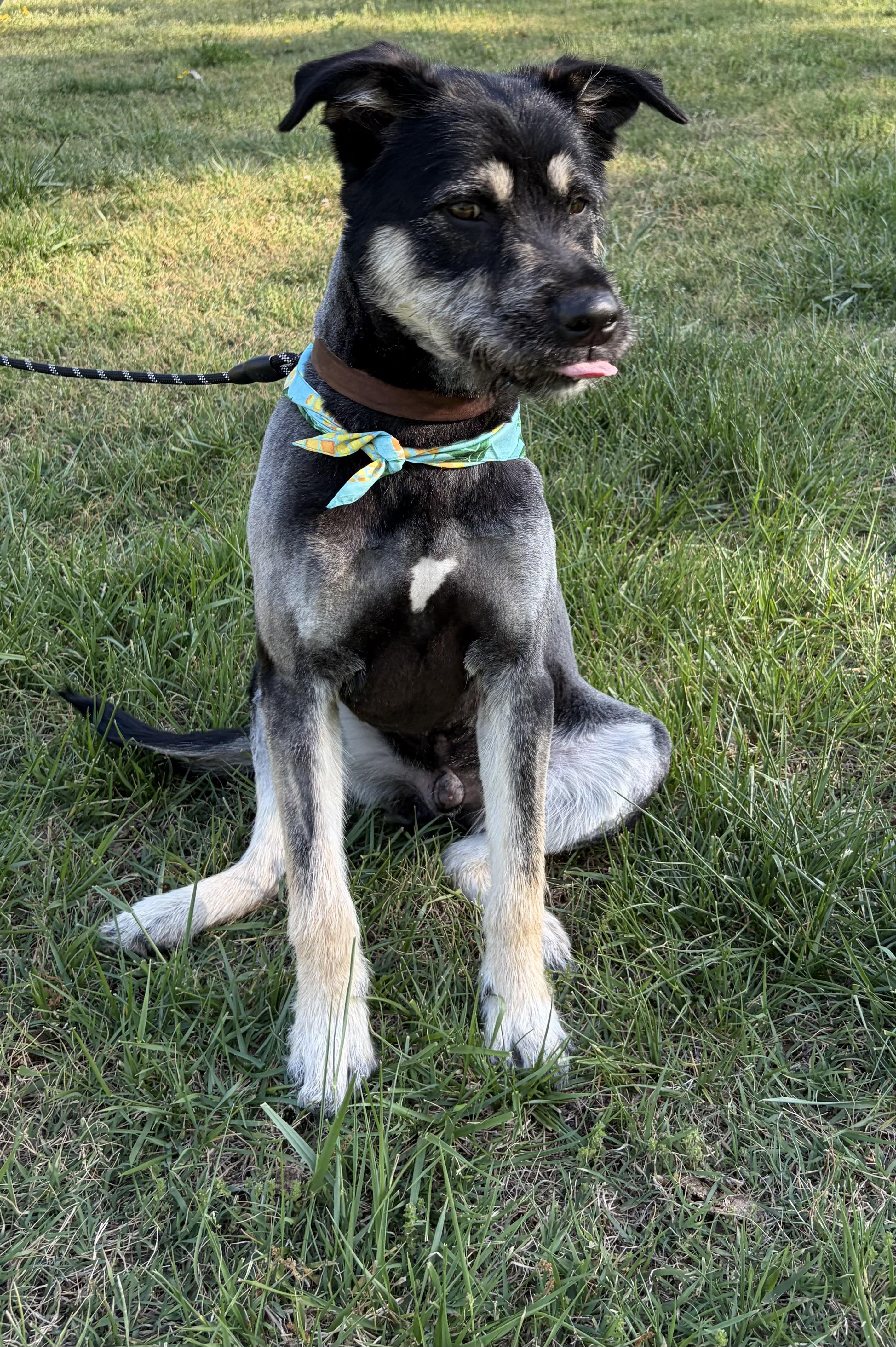 Enlarge Sunny, a ADOPTABLE mixed breed in Randleman, NC image 5/6