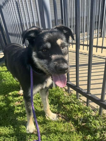 Enlarge Sunny, a ADOPTABLE mixed breed in Randleman, NC image 4/6