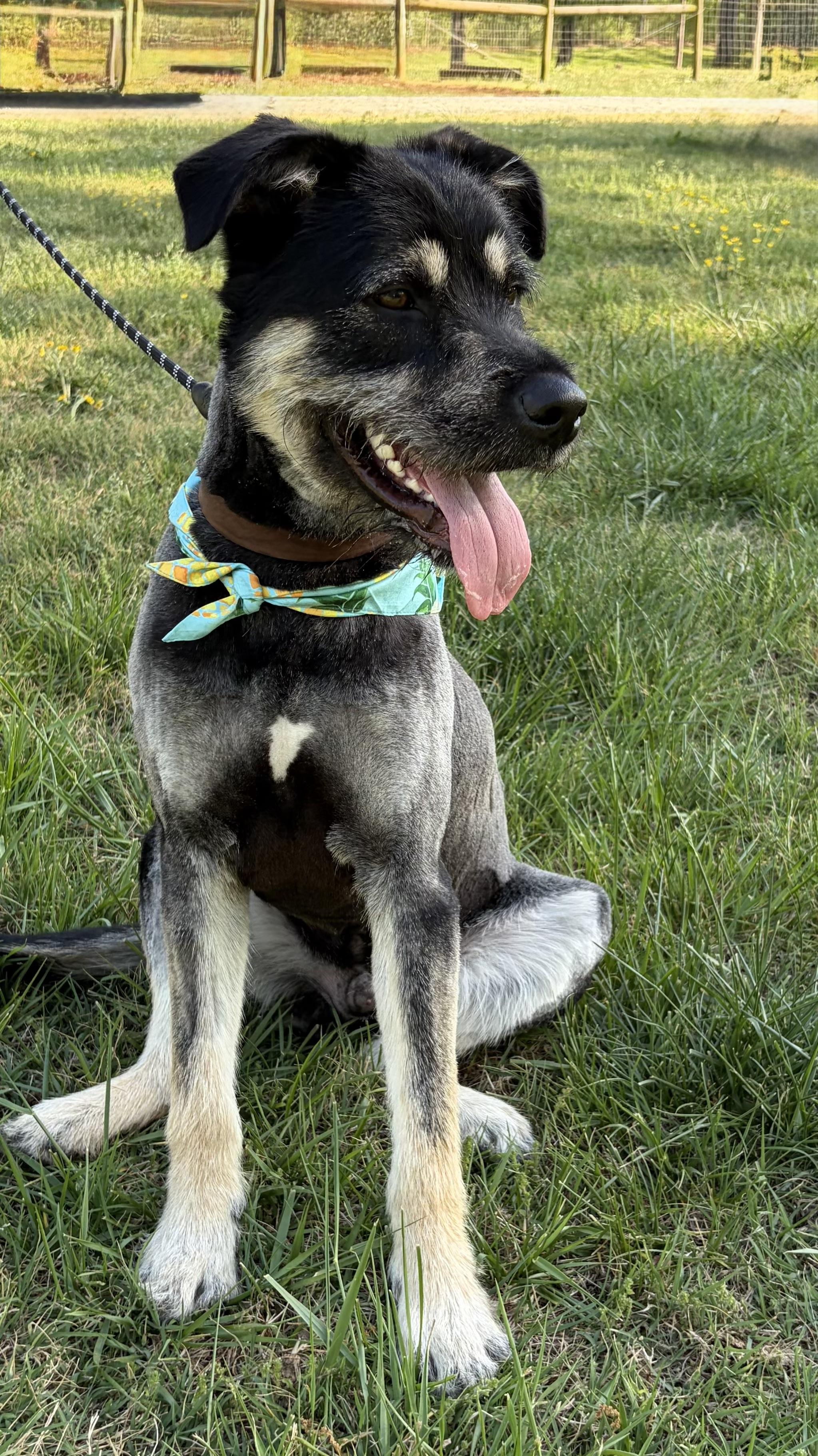 Sunny, ADOPTABLE, Young Male Terrier.