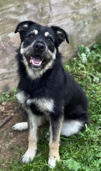 Enlarge Sunny, a ADOPTABLE mixed breed in Randleman, NC image 1/6