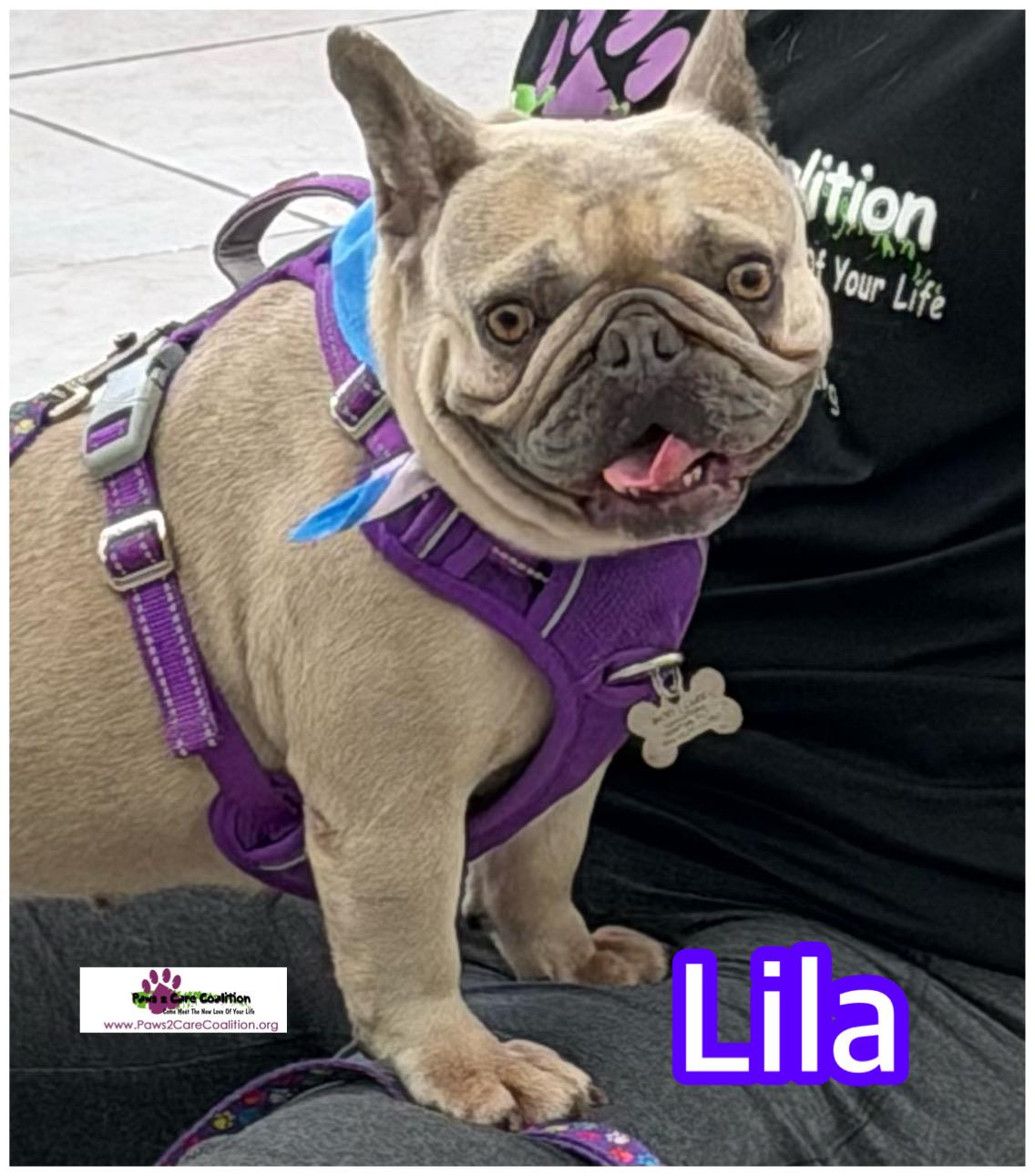 Enlarge Lila, a ADOPTABLE French Bulldog in Hollywood, FL image 1/1