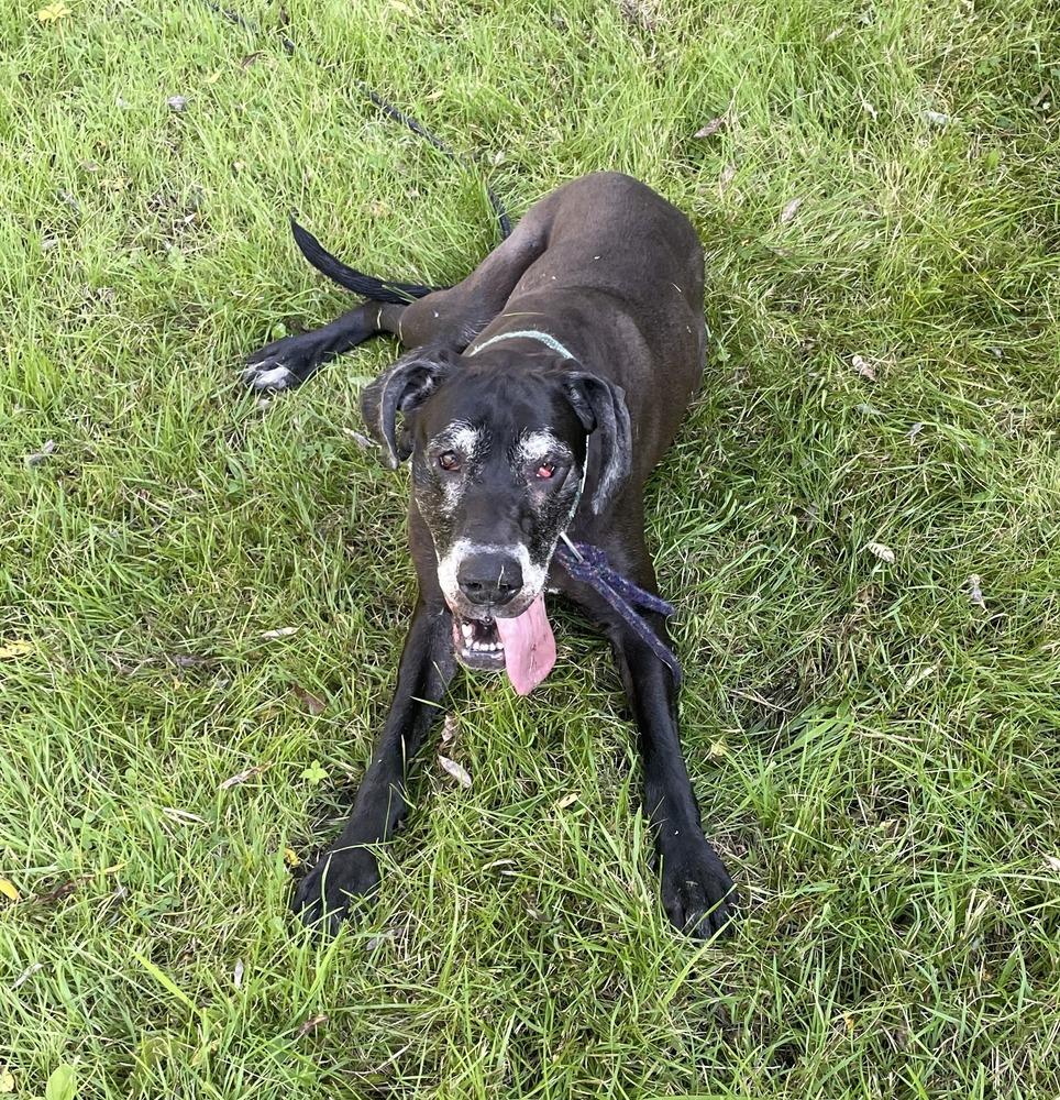 Enlarge Daisy  (25-069), a Adoptable Great Dane in Eagan, MN image 2/6