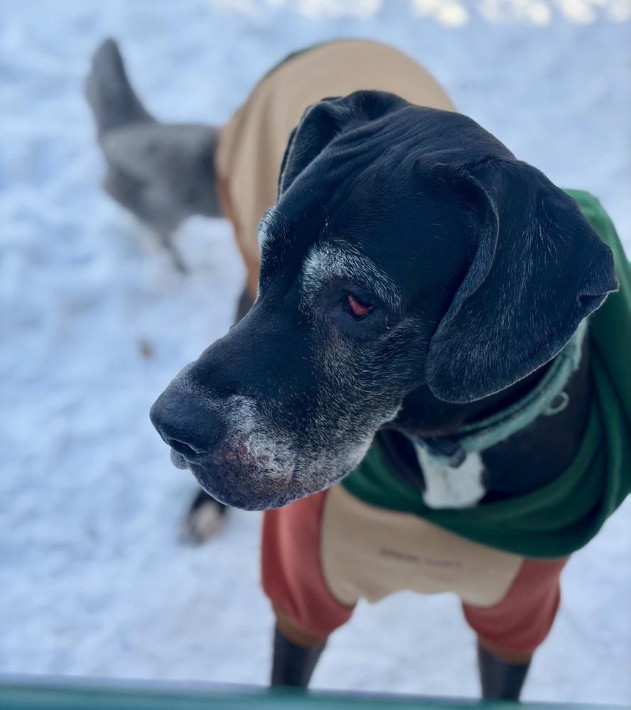 Enlarge Daisy  (25-069), a Adoptable Great Dane in Eagan, MN image 3/6