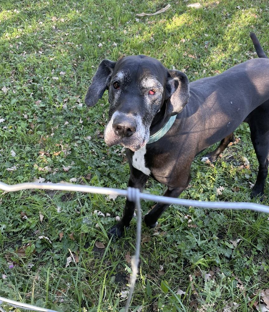 Enlarge Daisy  (25-069), a Adoptable Great Dane in Eagan, MN image 5/6