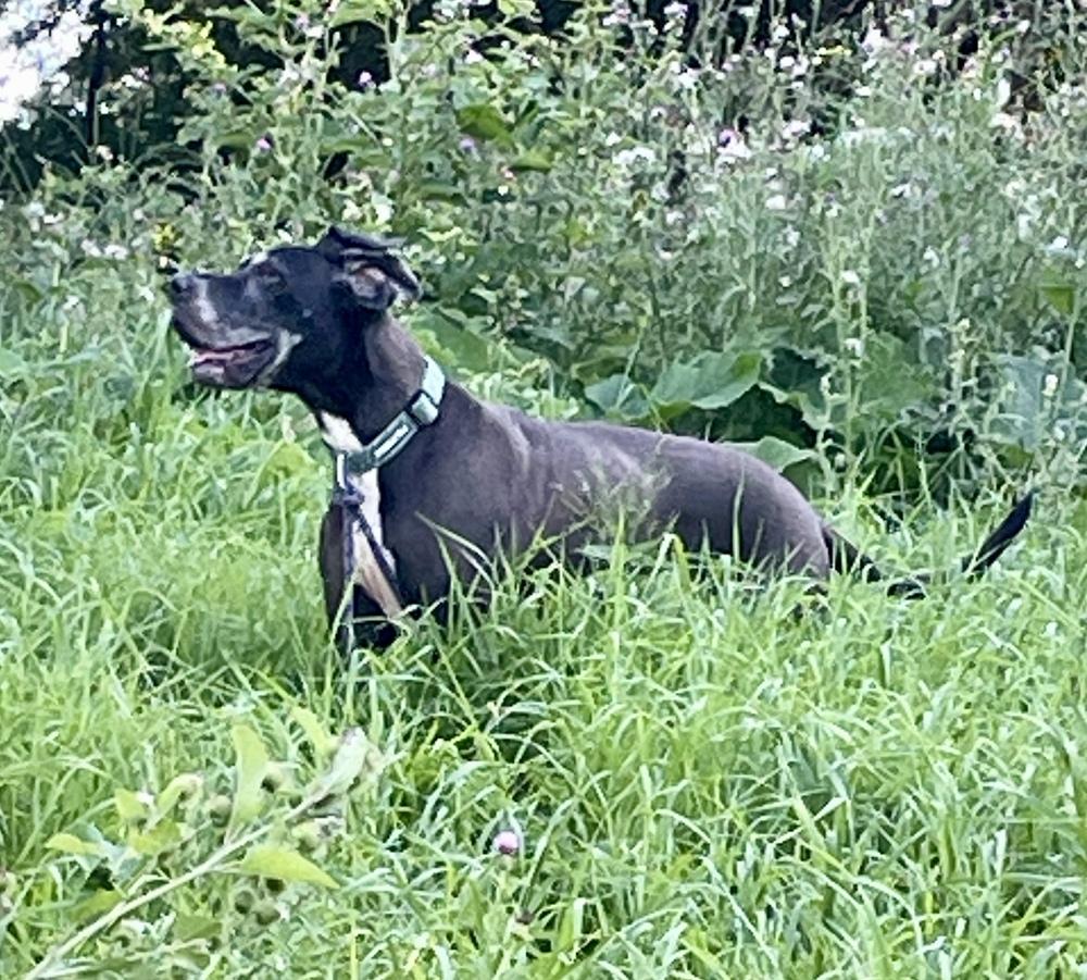 Enlarge Daisy  (25-069), a Adoptable Great Dane in Eagan, MN image 6/6