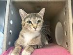 Grace, a Adoptable Domestic Short Hair in Powell, OH image 3/3