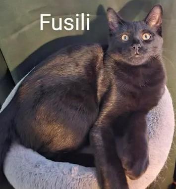 Enlarge Fusilli, an adopted Domestic Short Hair in Chertsey, QC image 1/5