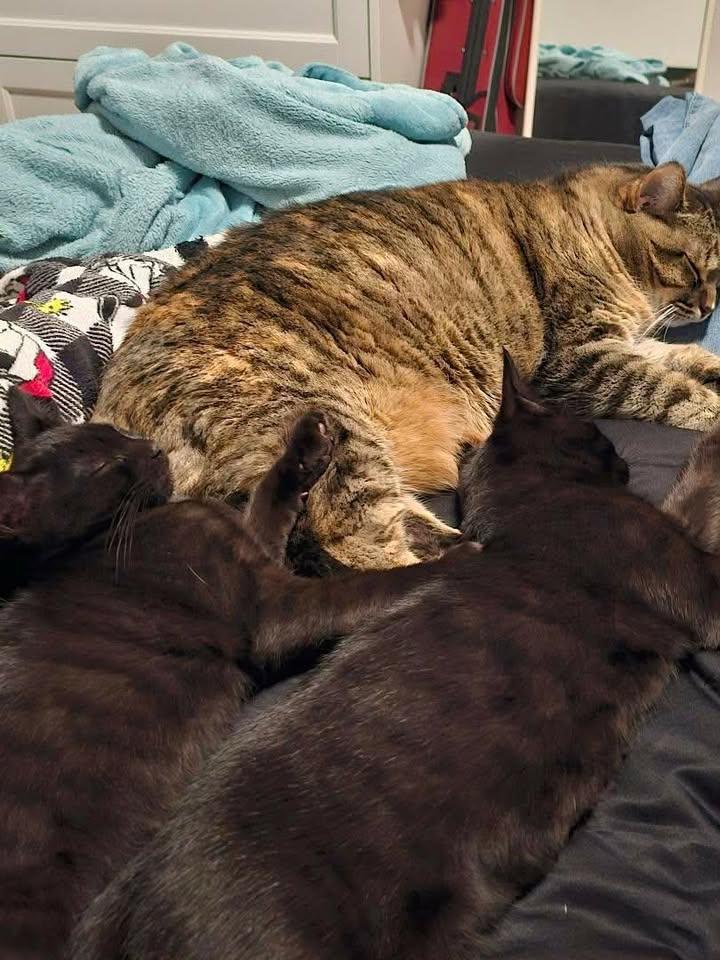 Enlarge Fusilli, an adopted Domestic Short Hair in Chertsey, QC image 2/5