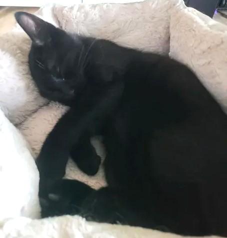 Enlarge Fusilli, an adopted Domestic Short Hair in Chertsey, QC image 5/5
