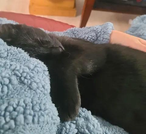 Enlarge Fusilli, an adopted Domestic Short Hair in Chertsey, QC image 4/5
