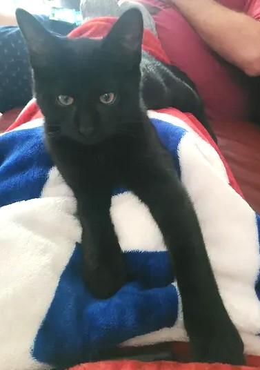 Enlarge Fusilli, an adopted Domestic Short Hair in Chertsey, QC image 3/5