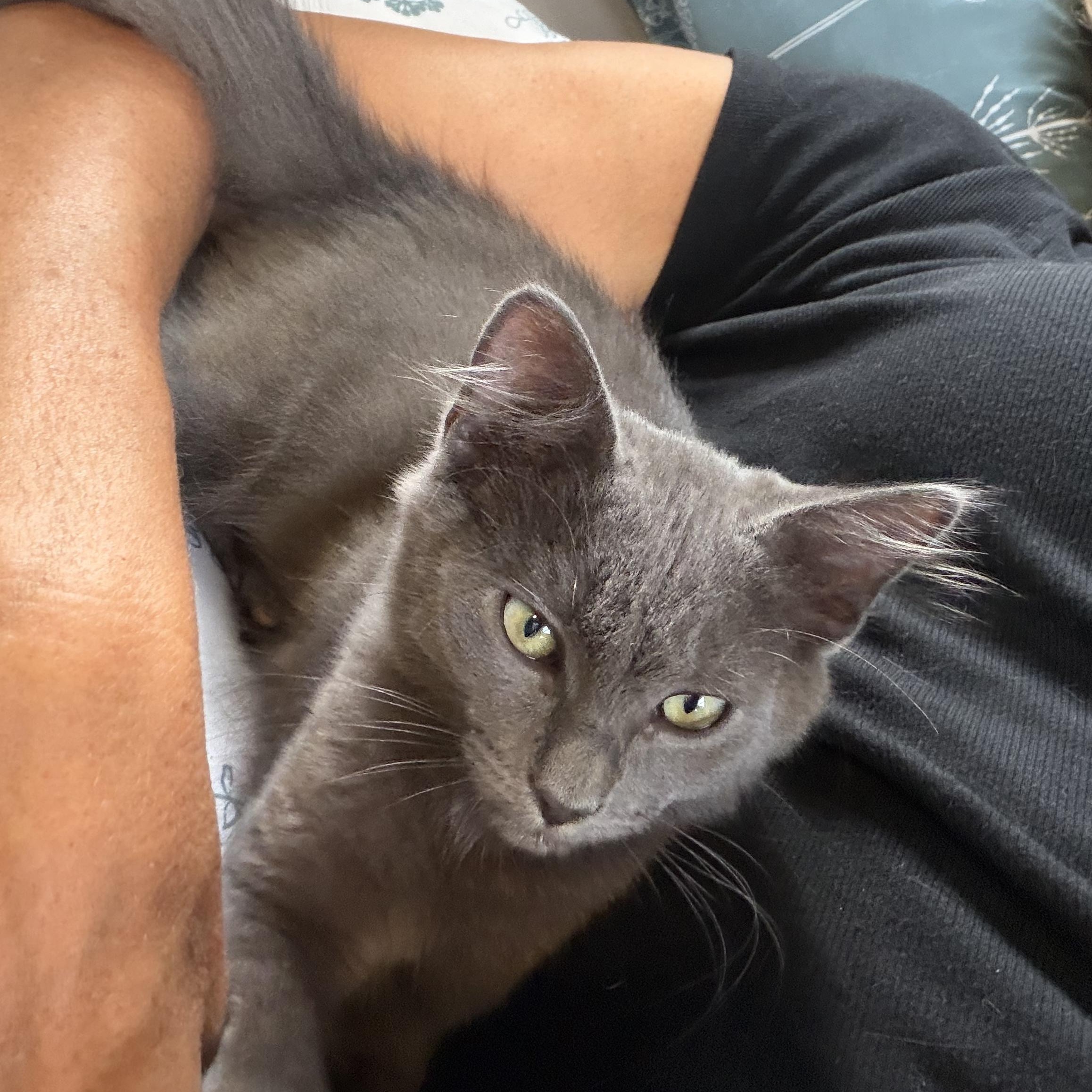 Enlarge Poseidon, a Adopted Domestic Medium Hair in Lindenhurst, NY image 4/6