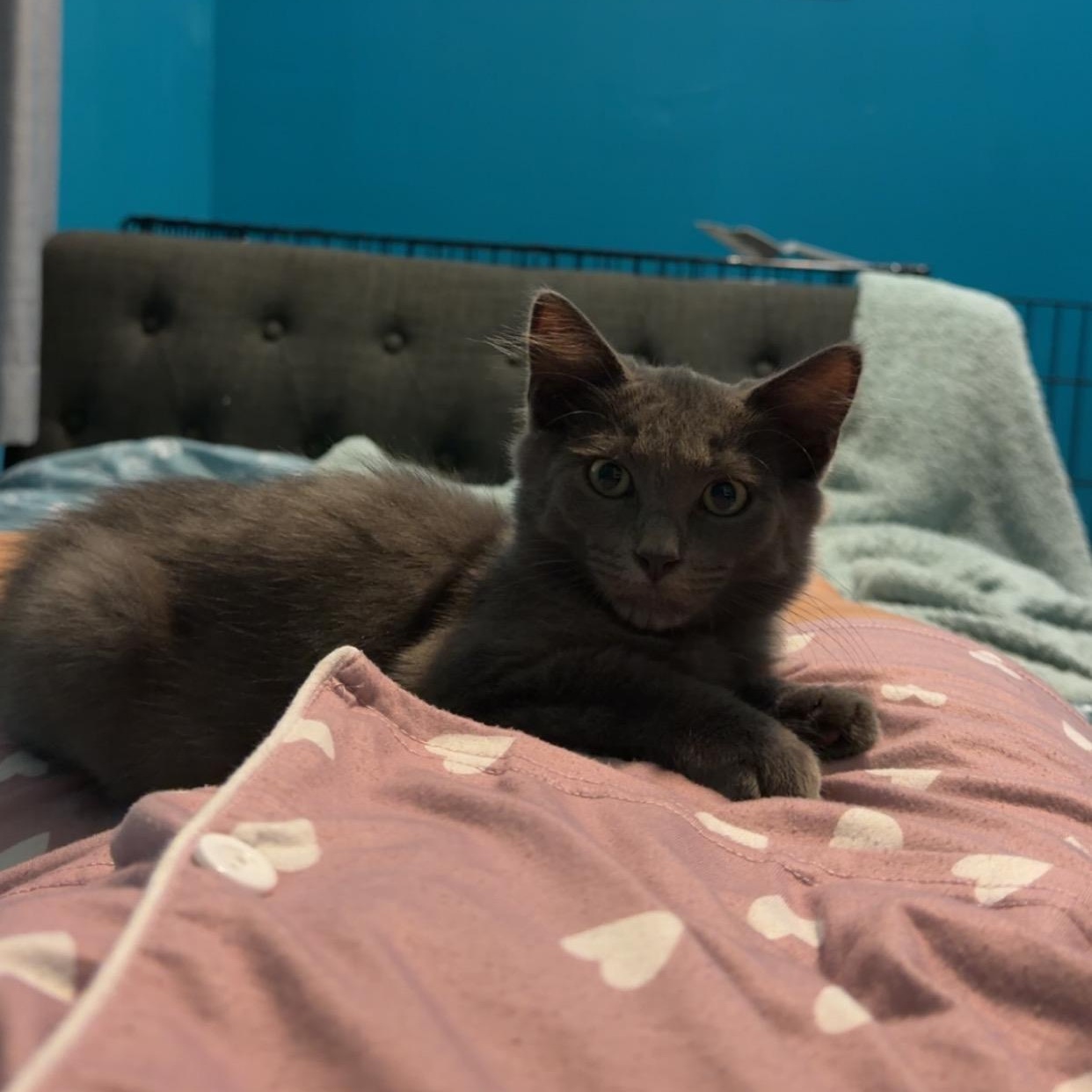 Enlarge Poseidon, a Adopted Domestic Medium Hair in Lindenhurst, NY image 2/6