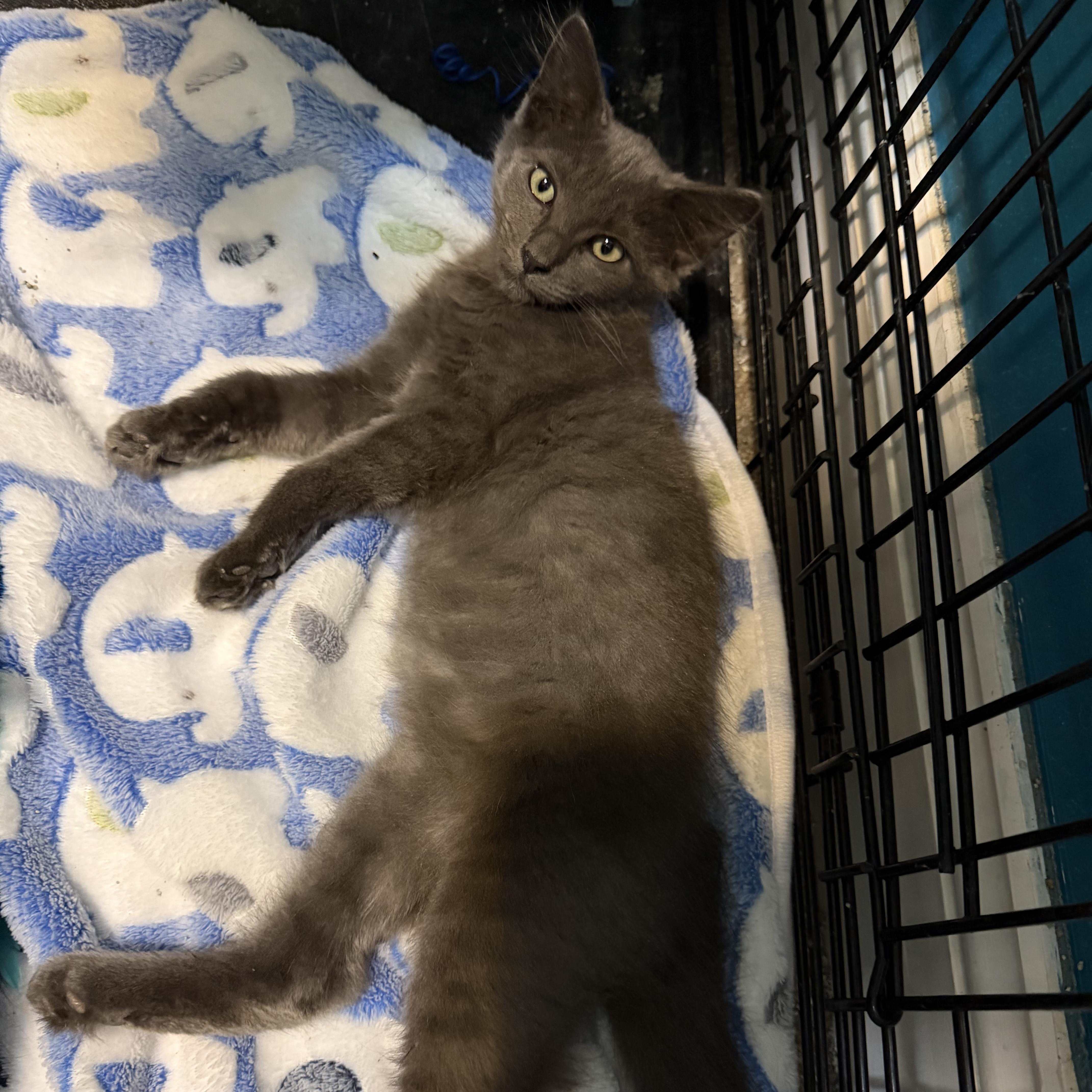 Poseidon, Adopted, Kitten Male Domestic Medium Hair.