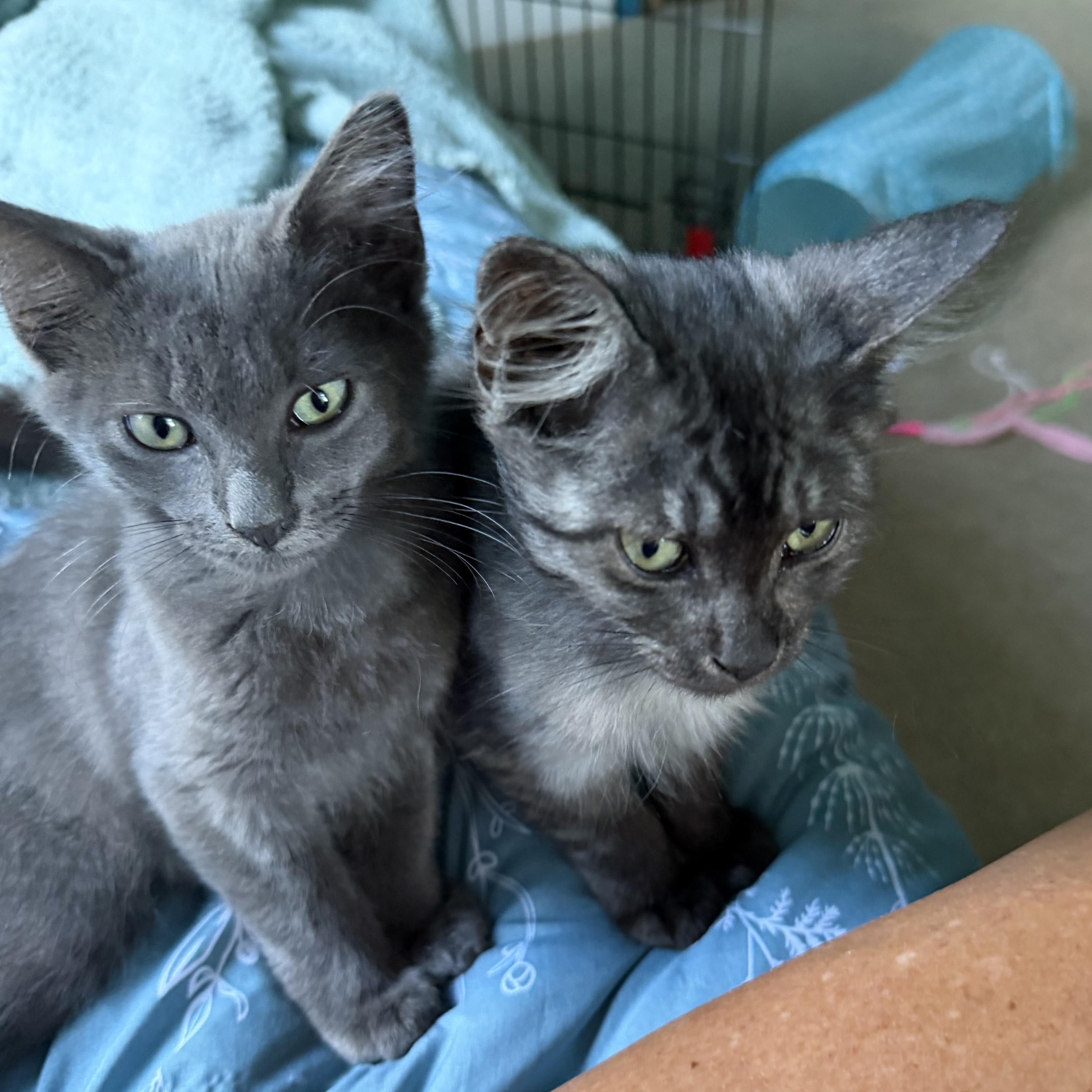 Enlarge Poseidon, a Adopted Domestic Medium Hair in Lindenhurst, NY image 5/6