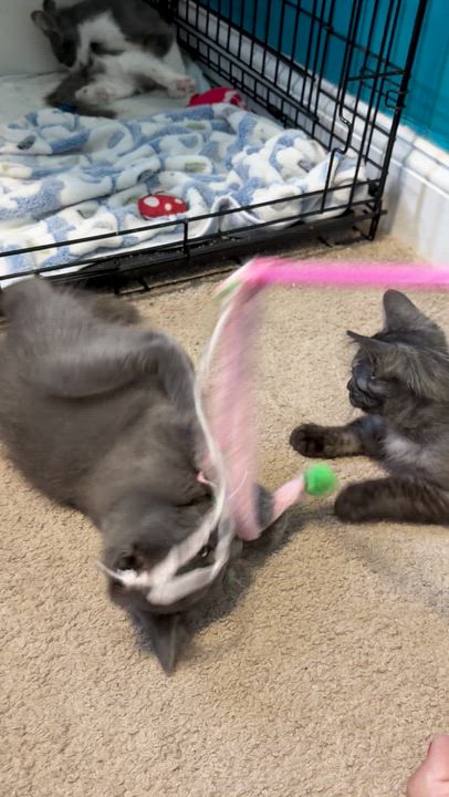 Enlarge Poseidon, a Adopted Domestic Medium Hair in Lindenhurst, NY video 6/6