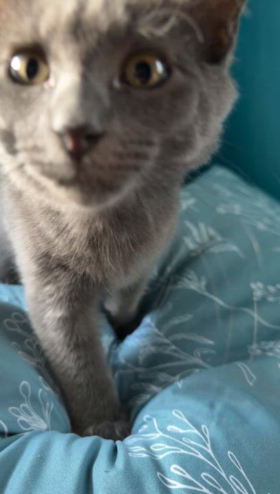 Enlarge Poseidon, a Adopted Domestic Medium Hair in Lindenhurst, NY video 3/6