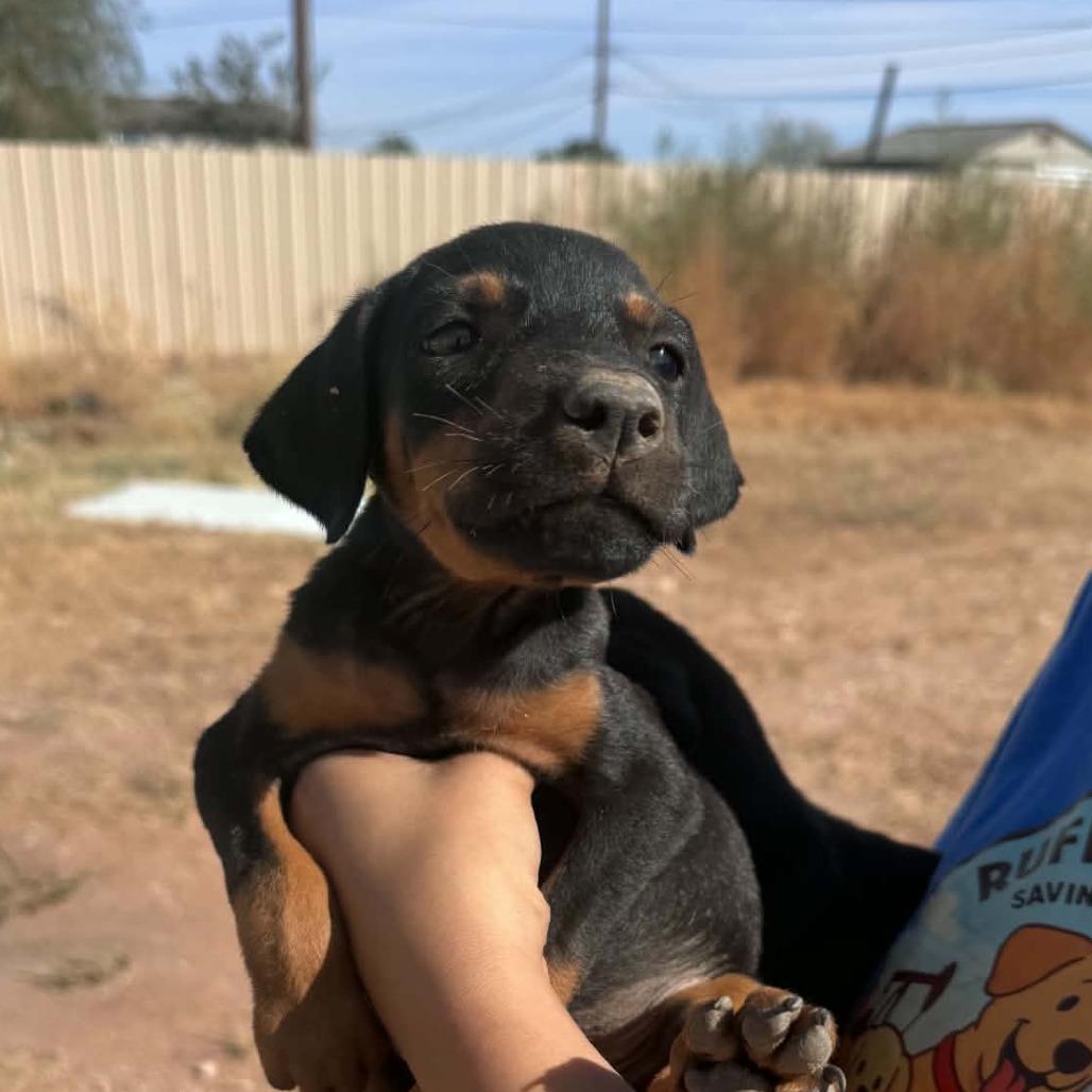 Enlarge Banjo, a Adopted Doberman Pinscher in Odessa, TX image 1/1