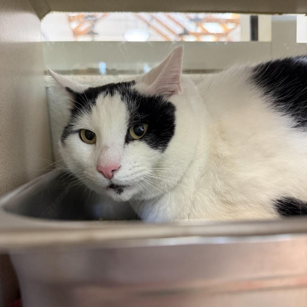 Big Boy, Adoptable, Adult Male Domestic Short Hair.