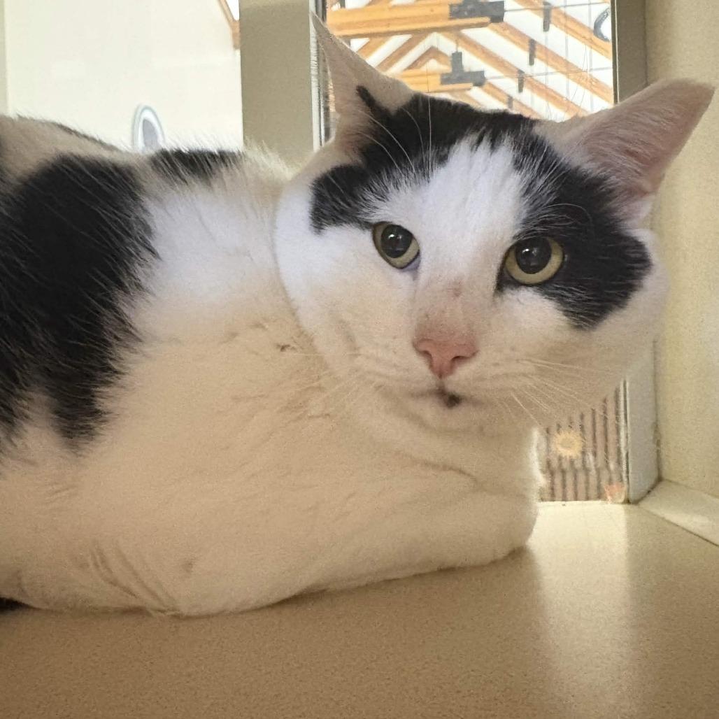 Enlarge Big Boy, a Adoptable Domestic Short Hair in Gloucester, VA image 2/2