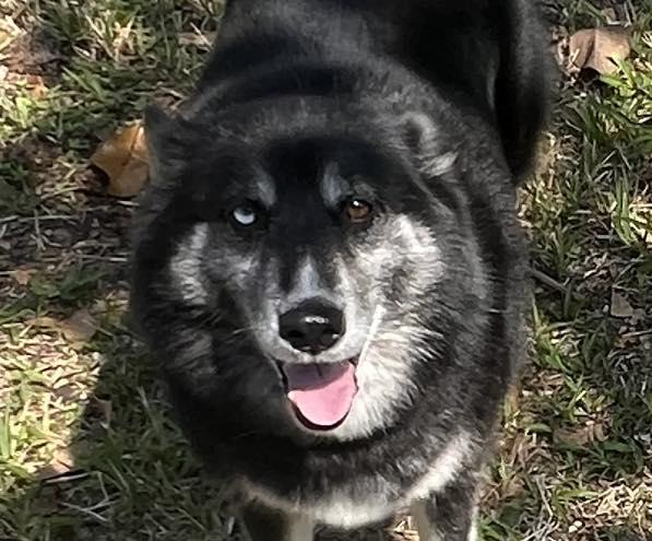 Mystic, ADOPTABLE, Young Female Husky.