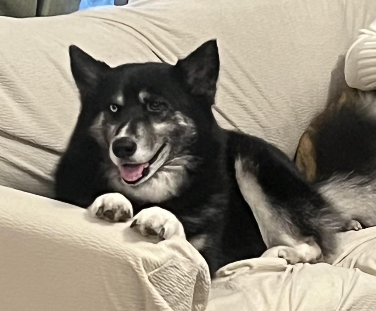 Enlarge Mystic, a ADOPTABLE Husky in New Smyrna Beach, FL image 2/3