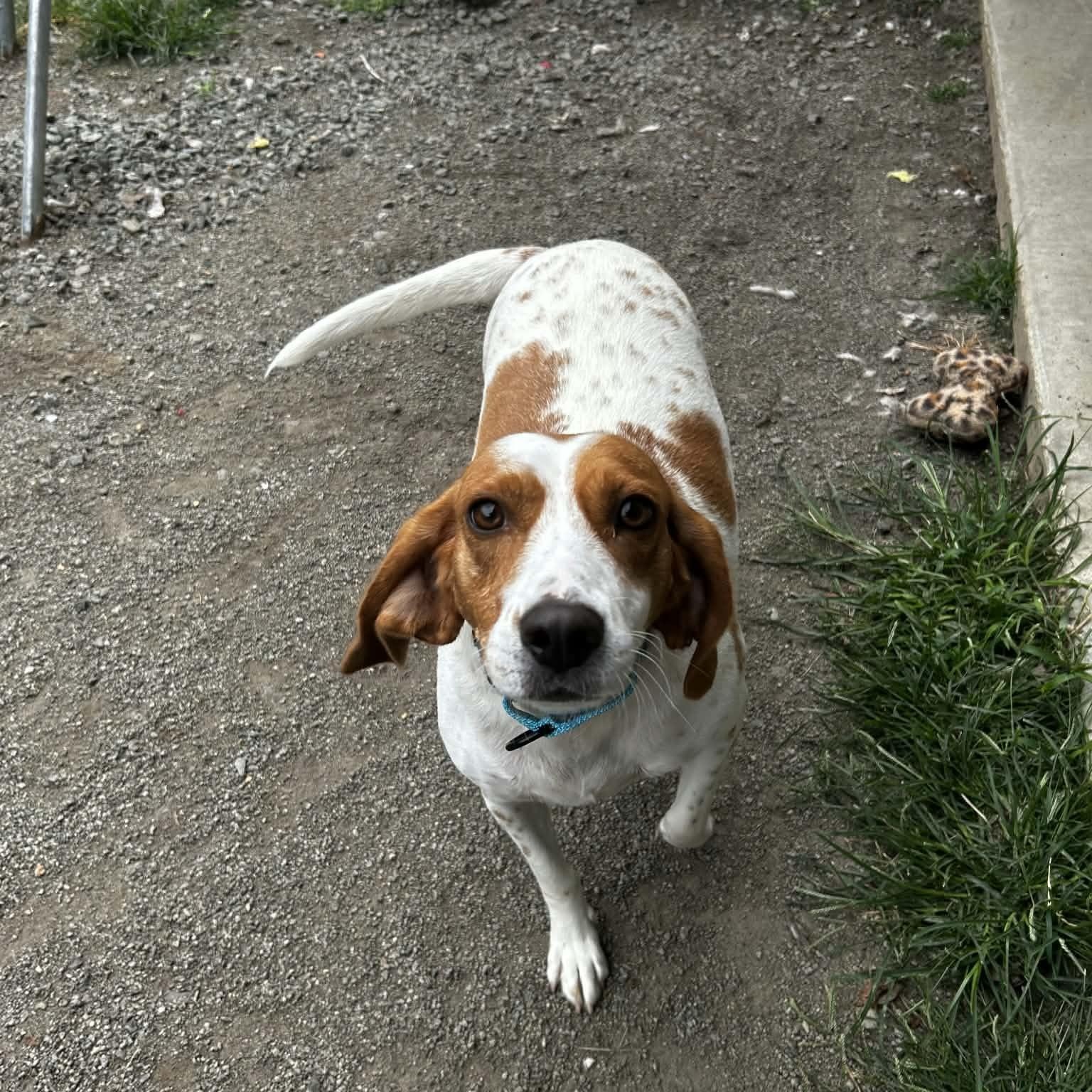 Rex, an adoptable Beagle in Orange, VA image 1/4